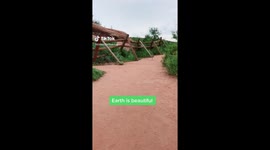 Dog Excercises Alone