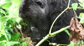 What is the link between a gorilla family in Africa and the swifts that nest in the Imperial Palace in Beijing, China?