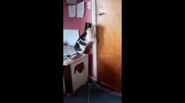 Lockdown kitty opening the door