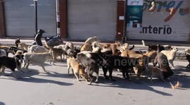 Kashmir residents feed stray dogs struggling to find scraps during COVID-19 lockdown