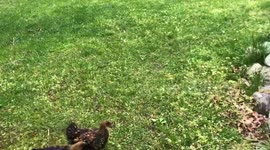 Chickens Playing Keep-Away During Quarantine