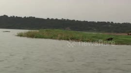 African buffaloes, skimmers and elephants - cruising the Kazinga Channel, highlight of safari in Queen Elizabeth National Park, Uganda.