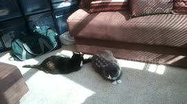 Cats Play Tail Pinata