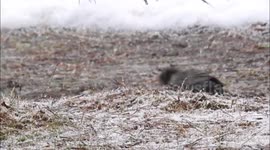 Birds 'confused' amid spring snowstorm in Canada