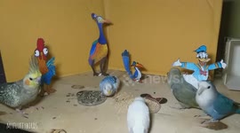 Birds take a trip to miniature Disneyland made just for them
