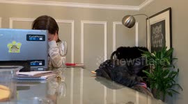 French bulldog steals cookie off dining table