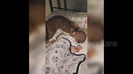 Adorable cat cuddles a sleeping baby close