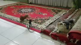 Cat, monkey and dog three best friends playing together