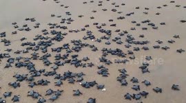 Millions of turtle hatchlings emerging on beach in southeast India