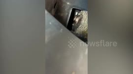 UK motorist finds bird's nest with four chicks underneath wheel arch of her car