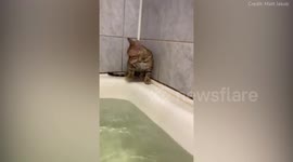 Mother cat rescues her kitten