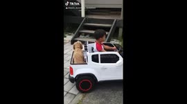 2 year old Cooper takes Lexie the Cavoodle for a car ride