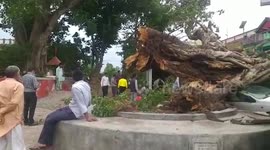 500-year-old banyan tree uprooted in storm, left at least five vehicles damaged in northern India