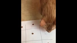 Woman playing tic-tac-toe with cat during covid-19 pandemic
