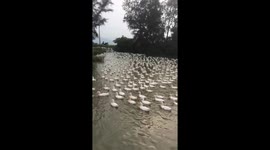 The man controls thousands of ducks with whistling sounds