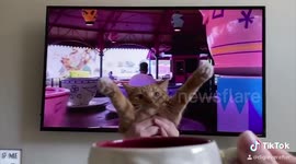 Cat enjoying virtual Disney World Mad Tea Party ride