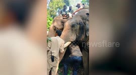 Elephants fitted with tracking collars to reduce human-wildlife conflict in southern India