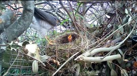 Sparrow hawk raids a blackbird's garden nest
