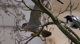 Brave Magpies Face Off Against Falcon!