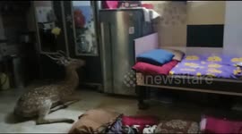 Deer rescued after crashing through roof into house in Mumbai