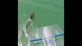 Excited dolphin does 9 consecutive jumps off Florida's Gulf coast