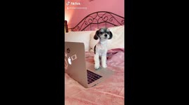 DOG DAILY SCHEDULE