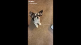 DOG GETS A  PEP TALK