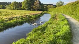 8 baby swans take their first swim after hatching