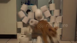 Australia cat plays along with increasing toilet roll jumps but eventually SPEARS through stack