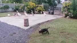 American bully puppy herds geese like its a sheepdog