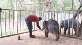 Two baby elephants receive medical treatment at Sri Lankan animal hospital