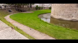 Wildlife enjoy its last moment alone in the streets of Nantes as the french lockdown comes to an end