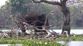 Wild tusker rejuvenates itself in water body in Sri Lanka