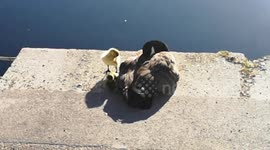 Goslings