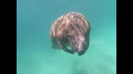 Manatee Playful Encounter