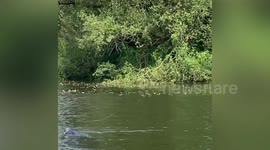 Woman films seal tucking into a salmon in river during a paddle-board trip at a beauty spot