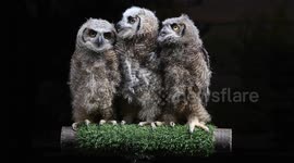Owl chicks are getting ready to take flight