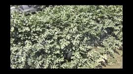A farmer good profits by growing organic vegetables and crops
