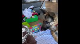 Canadian baby tricks German shepherd by 'feeding' him air treats