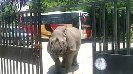 Patrolling one-horned rhino ventures out amid COVID-19 in Nepal