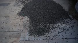Swarms of bugs take over Thai couple's house after heavy downpour