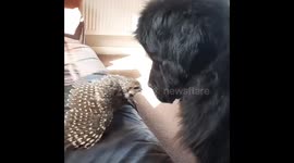 A tiny owl tells off a huge dog that wants to get on the sofa, tiny owl wins the battle of sofa wars