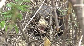 Social distancing goes for a toss as sloth bear strays into neighbourhood in Southern India; captured after four hours