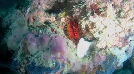 Amazing underwater 'Disco' clam