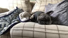 Doggie Siesta