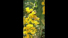 Bumble bee and bug on yellow flowers