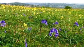 This spring in the rolling Derbyshire Dales, England an amazing display of wild flowers appeared in meadows