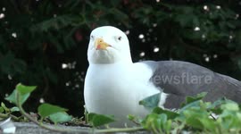 Bird-watching a bird watching. Eye to eye with a Lesser black-backed gull, Larus fuscus, on wall of Le Mont St Michel, Normandy, France