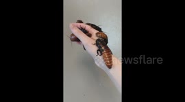 Beautiful Magadascar hissing cockroaches sitting on owner's hand