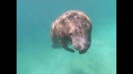 Playful Manatee
